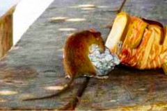 deratyzacja_szczurow