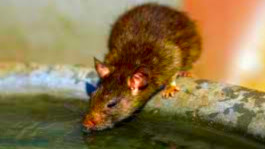 deratyzacja_szczurow