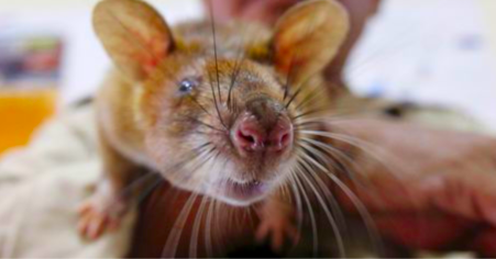 deratyzacja_szczurow