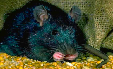 deratyzacja szczurow cena