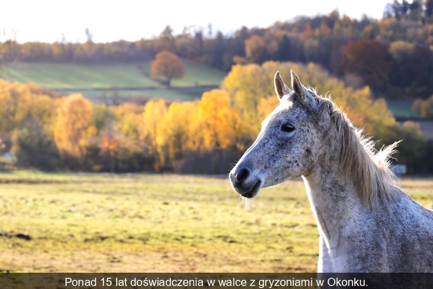 Doświadczony specjalista od deratyzacji w stroju roboczym, gotowy do działania w piwnicy.
